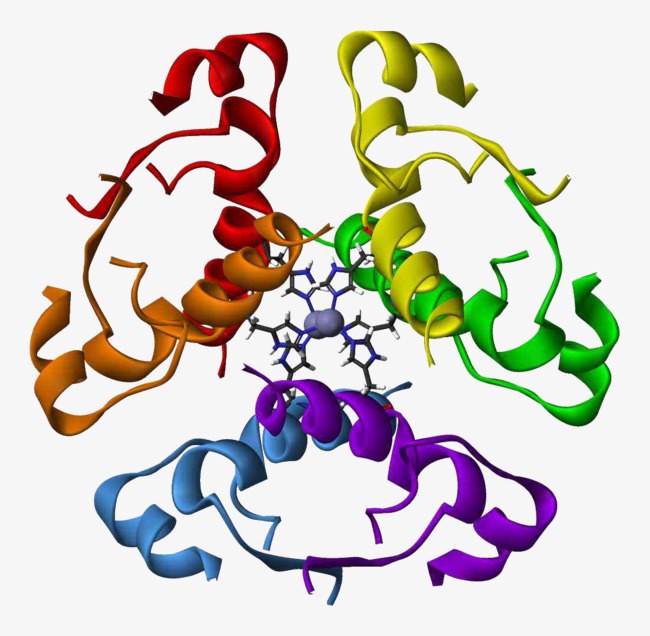 Функции и структура белка
