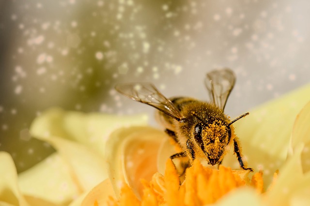 Польза пчелиной перги