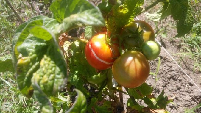 Почему трескаются помидоры в открытом грунте