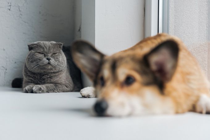 Корма для кошек и собак: 10 брендов, о которых стоит знать