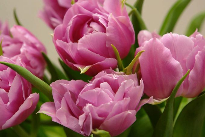 Фото тюльпанов в букете в домашних условиях