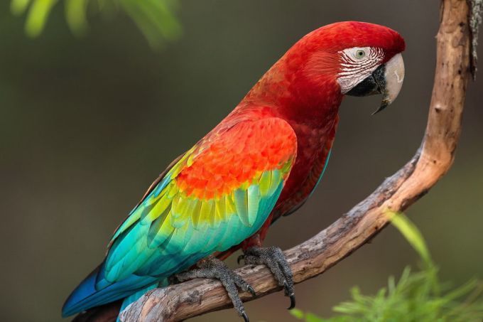 Говорящий попугай: как быстро научить птицу разговаривать?