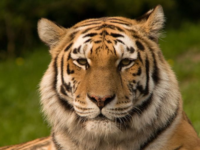 Амурский тигр Фото: S. Taheri / Wikimedia Commons