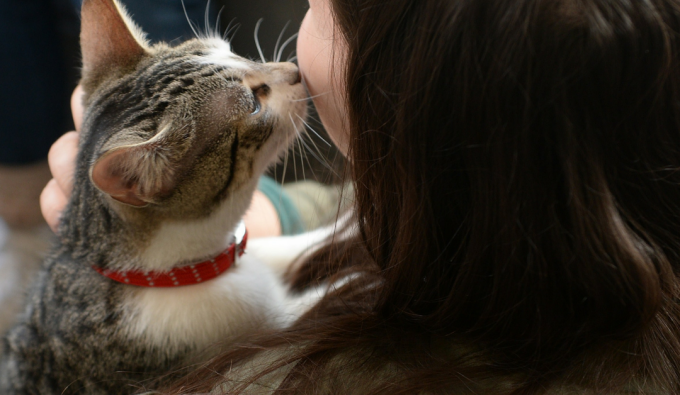 Язык кошек: переводчик с кошачьего