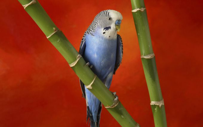 Волнистые попугаи – самые способные говоруны