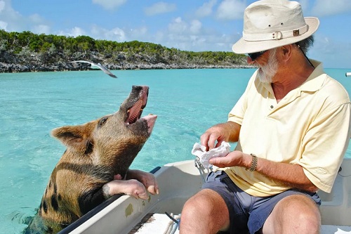 С кем еще поплавать свиньям на Багамах?