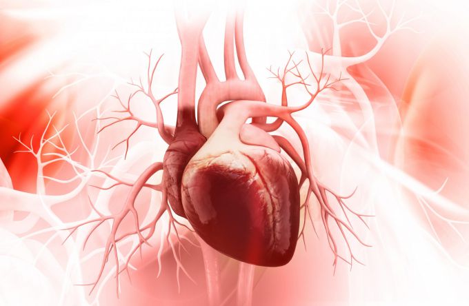 Сердечные клапаны: описание, строение, функции