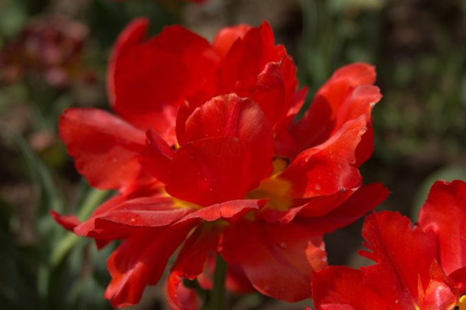 «Парад тюльпанов» в Никитском ботаническом саду. Крым.