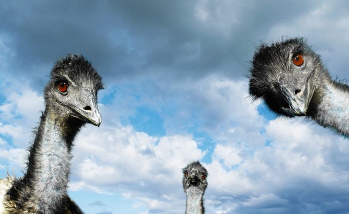 Австралийский страус: фото, описание и среда обитания