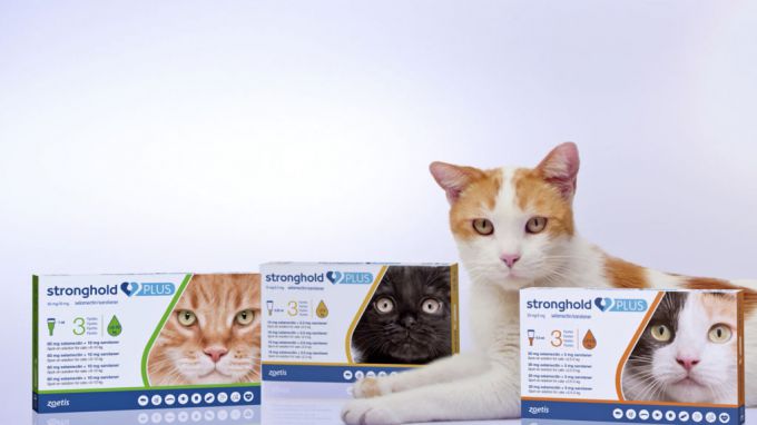 "Стронгхолд" для кошек: показания, инструкция по применению, дозировка и противопоказания
