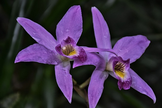 почему дома нельзя держать орхидеи