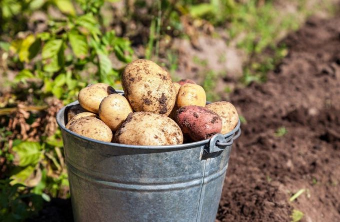 Благодаря хитрости можно собрать отличный урожай картофеля