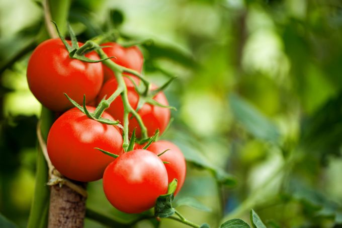 Как ухаживать за томатами летом
