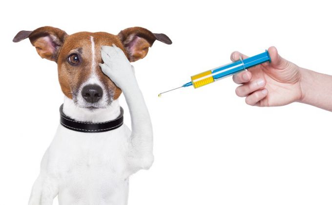 Вакцинация щенков и собак