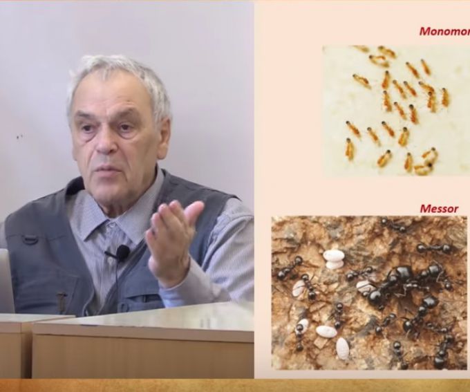Анатолий Александрович Захаров – специалист по муравьям