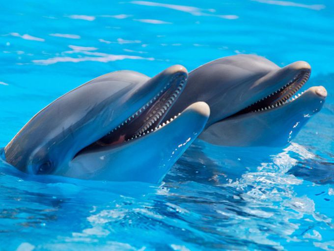 7 заблуждений людей о дельфинах