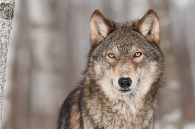 8 интересных фактов о волках