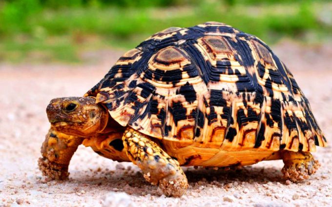 10 интересных фактов о черепахах