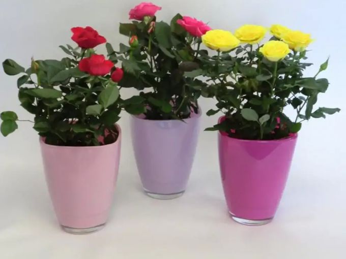Горшечные розы: выращивание в комнатных условиях