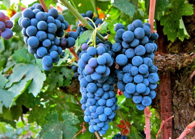 Какой виноград посадить на Урале, Дальнем Востоке и в Сибири