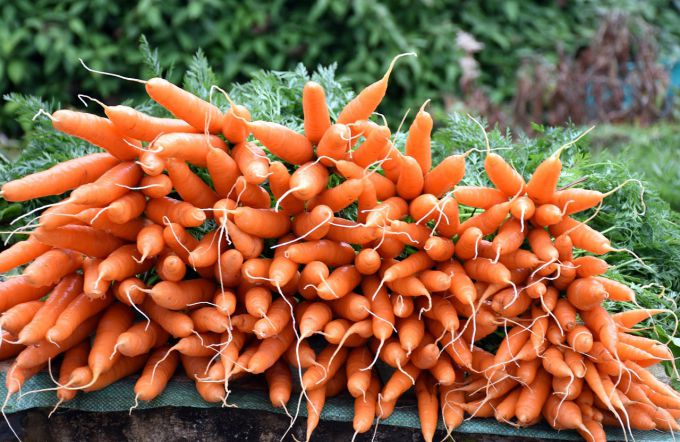 Как увеличить урожай моркови