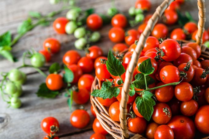 7 шагов к успешному выращиванию томатов зимой на подоконнике