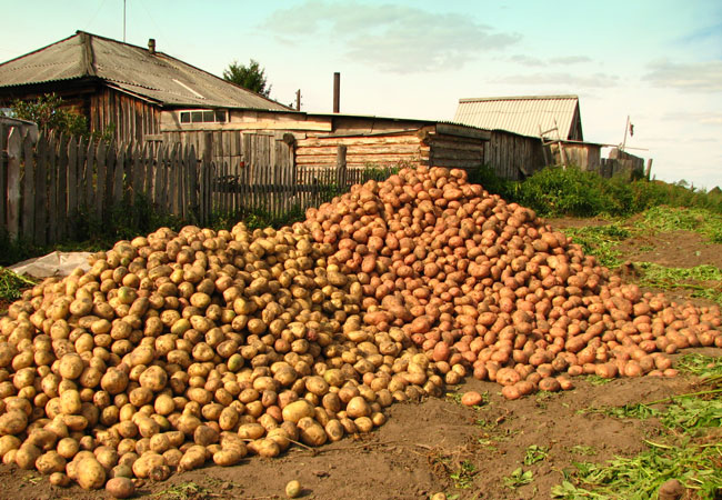 Как правильно сажать и выращивать картофель